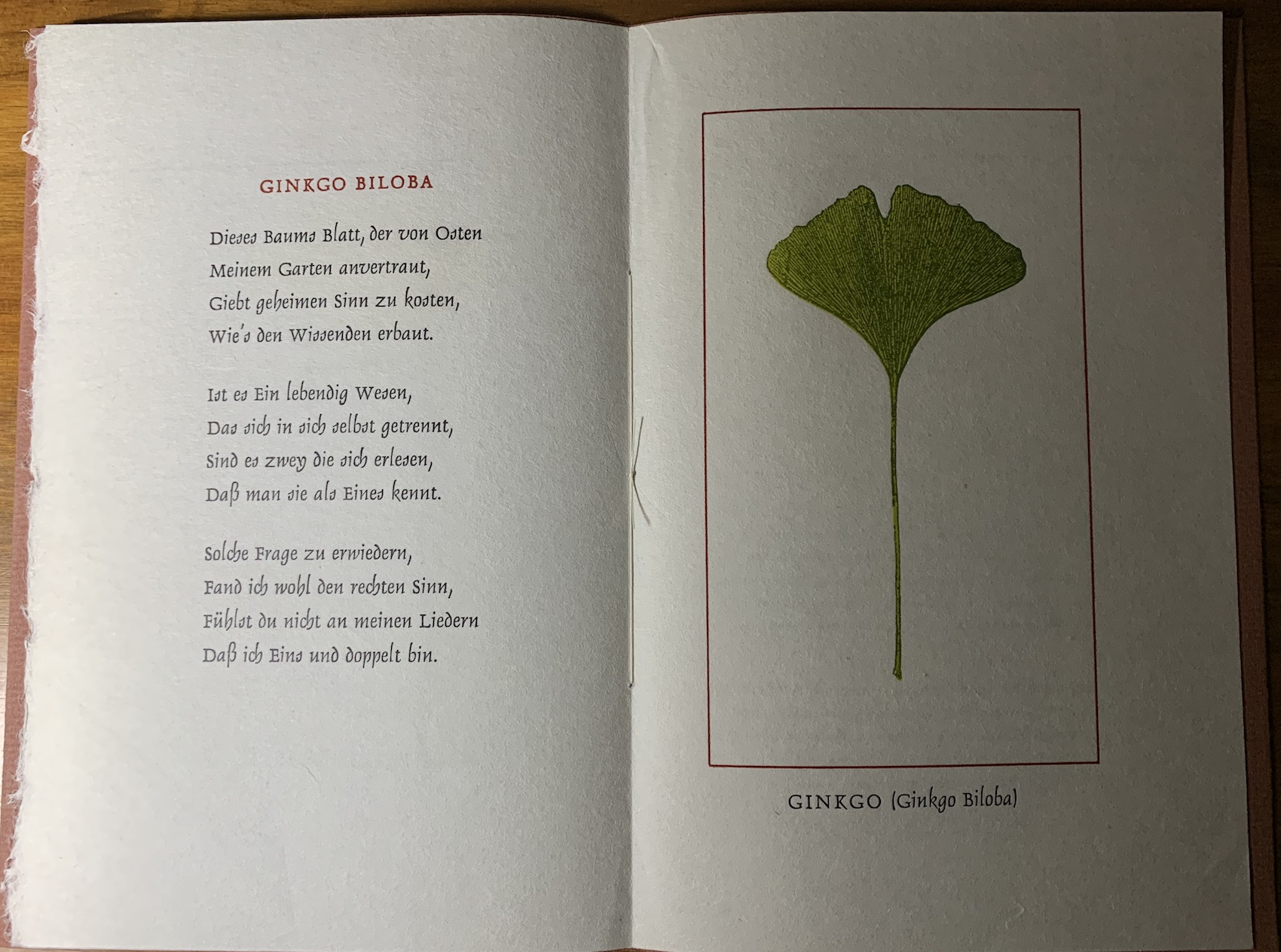 Detalle Ginkgo Biloba 1988